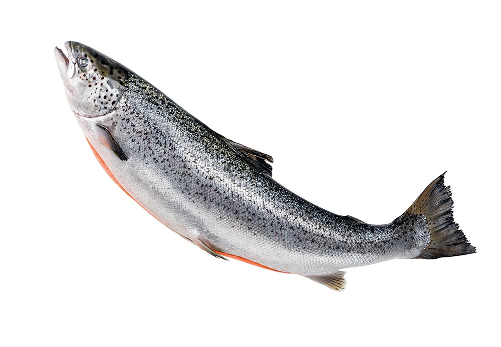 whole salmon isolated white fresh raw salmon red fish whole salmon carcass white background markets shops restaurants